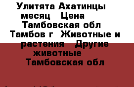 Улитята Ахатинцы 1 месяц › Цена ­ 20 - Тамбовская обл., Тамбов г. Животные и растения » Другие животные   . Тамбовская обл.